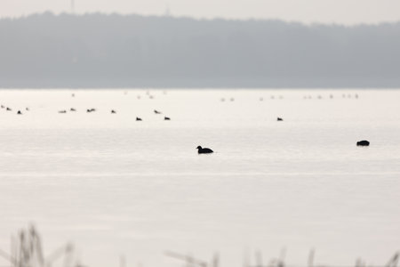 Beautiful black coot swimming in the spring lake. Natural scenery with waterfowl.の写真素材