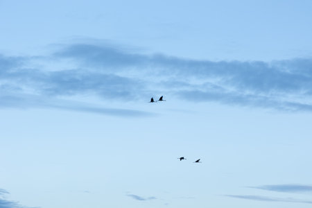 Beautiful adult common cranes flying in the morning sky during summer end. Rural scenery of Latvia, Northern Europe.の写真素材