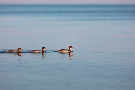 Beautiful great crested grebes swimming in the water. Spring scenery of Latvia, Northern Europe.の写真素材