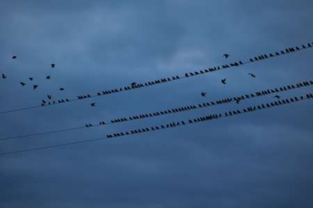 A block of starling birds flying in the summer sky and sitting on electric wires. Bird migration behaviour. Rural scenery of august in Latvia, Northern Europe.の写真素材