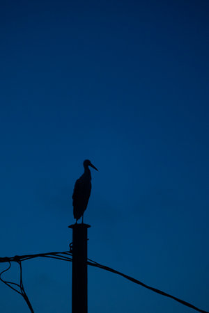 Beautiful adult white stork sitting on the electric pole against the blue morning skies. Rural summer scenery of Latvia, Northern Europe.の写真素材