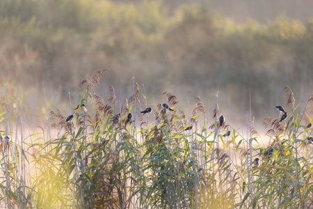 Beautiful barn swallow flock resting in the reeds at the pond during misty sunrise in summer. Natural scenery of Latvia, Northern Europe.の写真素材