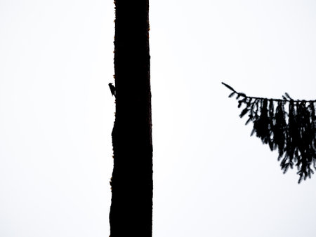 A beautiful woodpecker on the pine tree. Silhouetted against the light sky. Autumn scenery of Latvia, Northern Europe.の写真素材