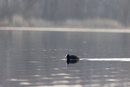 Beautiful black coot swimming in the spring lake. Natural scenery with waterfowl.の写真素材