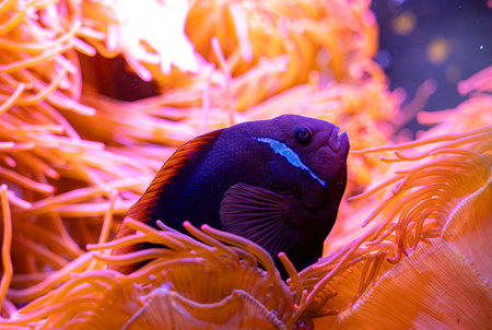 Purple clownfish hiding in the anemone in aqarium. Underwater scenery with fish.の写真素材