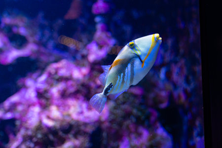Beautiful underwater scenery in aquarium with blue fish. Tropical underwater life.の写真素材