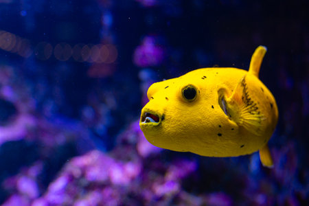 Beautiful underwater scenery in aquarium with yellow fish. Tropical underwater life.の写真素材