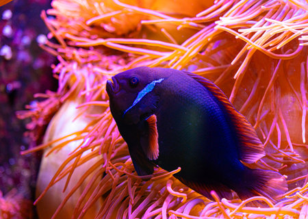 Purple clownfish hiding in the anemone in aqarium. Underwater scenery with fish.の写真素材