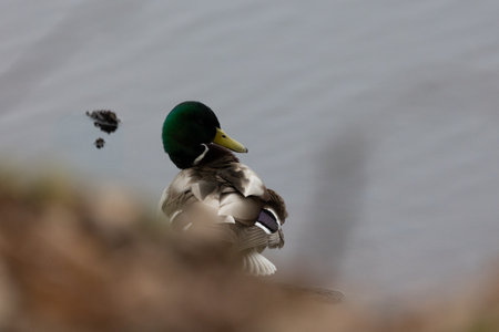 A beautiful adult male mallard duck swimming in the lake during spring. Natural seasonal scenery in...