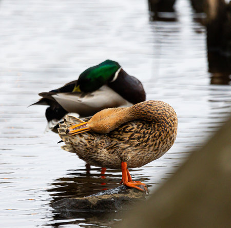Beautiful male and female mallard ducks in the spring lake. Natural seasonal scenery of Latvia, Northern Europe.の写真素材
