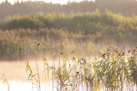 Beautiful barn swallow flock resting in the reeds at the pond during misty sunrise in summer. Natural scenery of Latvia, Northern Europe.の写真素材