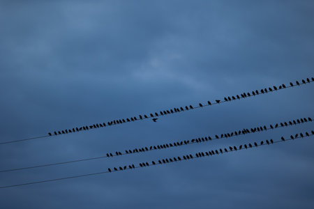 A block of starling birds flying in the summer sky and sitting on electric wires. Bird migration behaviour. Rural scenery of august in Latvia, Northern Europe.の写真素材