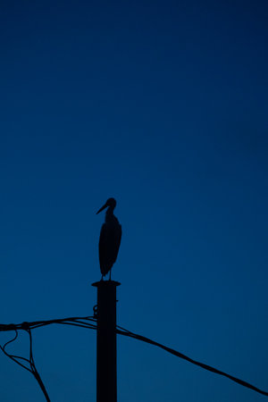 Beautiful adult white stork sitting on the electric pole against the blue morning skies. Rural summer scenery of Latvia, Northern Europe.の写真素材