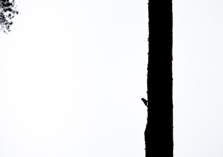 A beautiful woodpecker on the pine tree. Silhouetted against the light sky. Autumn scenery of Latvia, Northern Europe.の写真素材