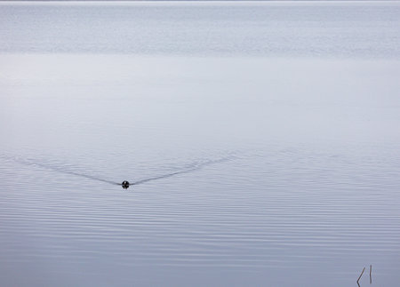Beautiful black coot swimming in the spring lake. Natural scenery with waterfowl.の写真素材