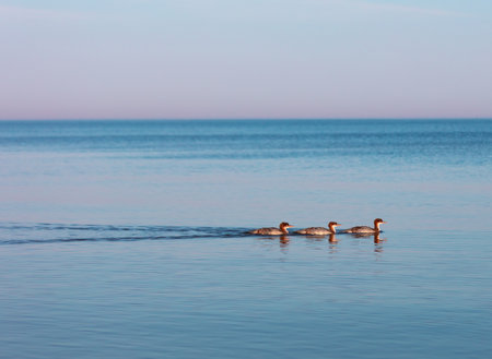 Beautiful great crested grebes swimming in the water. Spring scenery of Latvia, Northern Europe.の写真素材