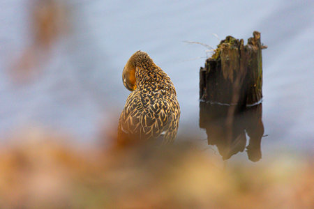 Beautiful brown adult female mallard duck swimming in the spring lake. Natural scenery with...