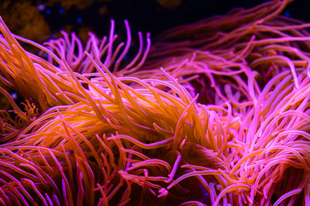 Beautiful sea anemones growing in the aquarium in Germany. Underwater scenery.の写真素材