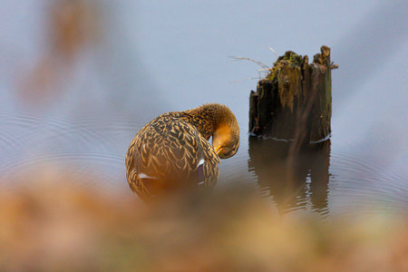 Beautiful brown adult female mallard duck swimming in the spring lake. Natural scenery with...