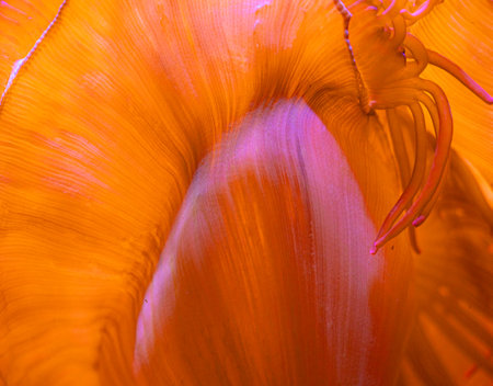 Beautiful sea anemones growing in the aquarium in Germany. Underwater scenery.の写真素材
