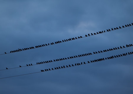 A block of starling birds flying in the summer sky and sitting on electric wires. Bird migration behaviour. Rural scenery of august in Latvia, Northern Europe.の写真素材