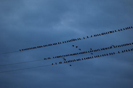 A block of starling birds flying in the summer sky and sitting on electric wires. Bird migration behaviour. Rural scenery of august in Latvia, Northern Europe.の写真素材
