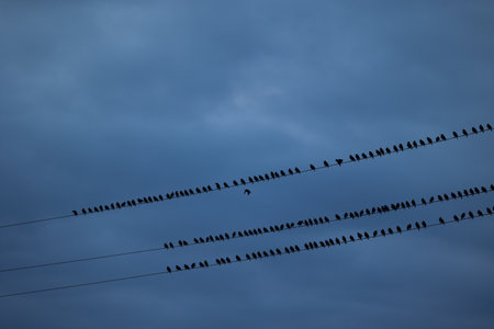 A block of starling birds flying in the summer sky and sitting on electric wires. Bird migration behaviour. Rural scenery of august in Latvia, Northern Europe.の写真素材
