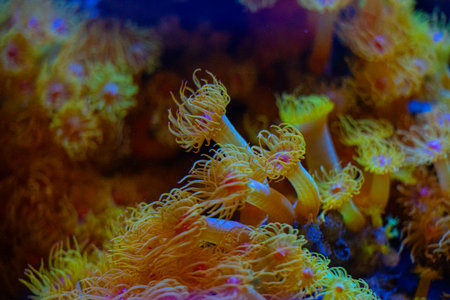 Beautiful sea anemones growing in the aquarium in Germany. Underwater scenery.の写真素材