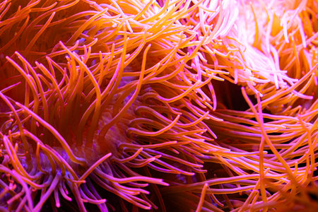 Beautiful sea anemones growing in the aquarium in Germany. Underwater scenery.の写真素材