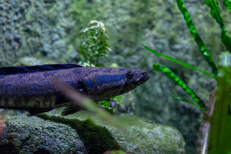 Beautiful underwater scenery in aquarium with blue fish. Tropical underwater life.の写真素材