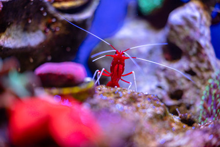 Beautiful underwater scene with red shrimp in aquarium in Dusseldorf, Germany. Tropical scenery.の写真素材