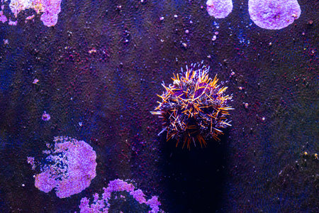 Beautiful underwater scene with sea urchin in aquarium in Dusseldorf, Germany. Tropical scenery.の写真素材