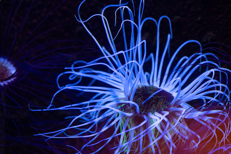 Beautiful blue sea anemones growing in the aquarium in Germany. Underwater scenery.の写真素材
