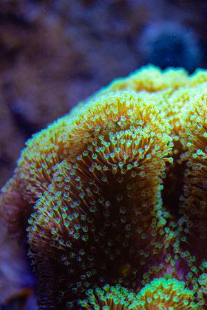 Beautiful sea anemones growing in the aquarium in Germany. Underwater scenery.の写真素材