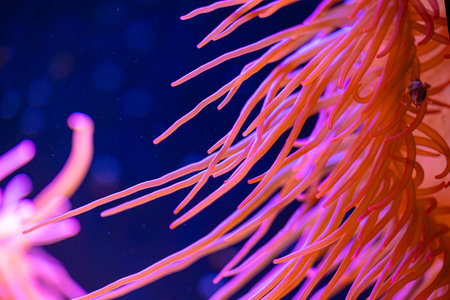 Beautiful sea anemones growing in the aquarium in Germany. Underwater scenery.の写真素材