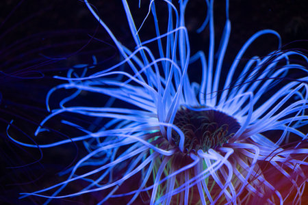 Beautiful blue sea anemones growing in the aquarium in Germany. Underwater scenery.の写真素材