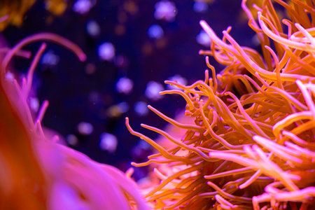 Beautiful sea anemones growing in the aquarium in Germany. Underwater scenery.の写真素材