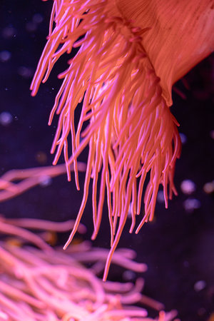 Beautiful sea anemones growing in the aquarium in Germany. Underwater scenery.の写真素材