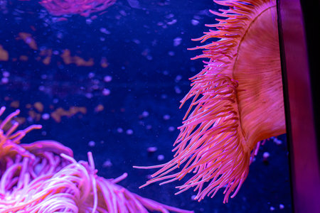 Beautiful sea anemones growing in the aquarium in Germany. Underwater scenery.の写真素材