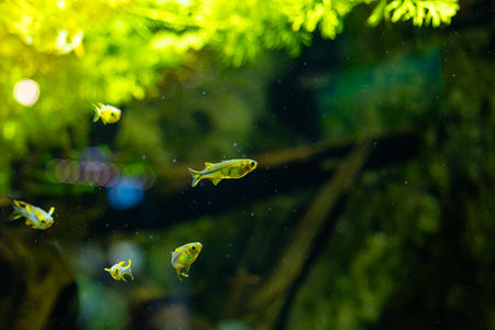 Beautiful underwater scenery in aquarium with green fish. Tropical underwater life.の写真素材