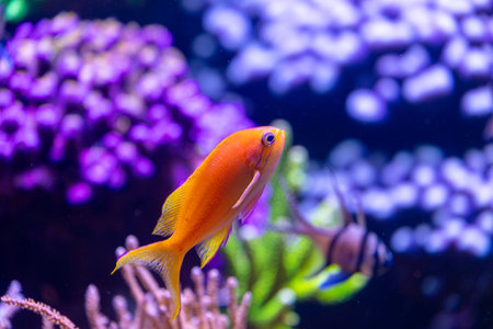 Beautiful underwater scenery in aquarium with yellow fish. Tropical underwater life.の写真素材