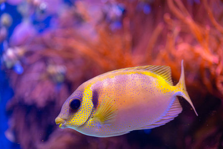 Beautiful underwater scenery in aquarium with yellow fish. Tropical underwater life.の写真素材