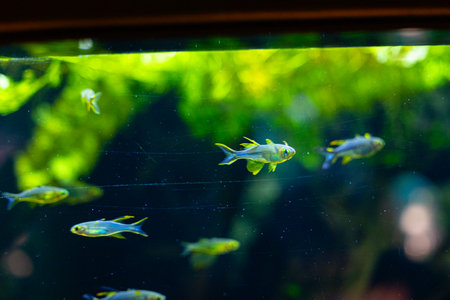 Beautiful underwater scenery in aquarium with green fish. Tropical underwater life.の写真素材