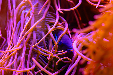 Purple clownfish hiding in the anemone in aqarium. Underwater scenery with fish.の写真素材