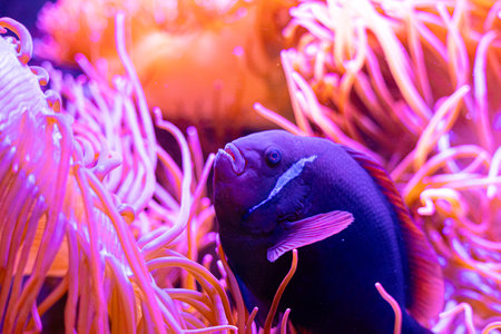 Purple clownfish hiding in the anemone in aqarium. Underwater scenery with fish.の写真素材