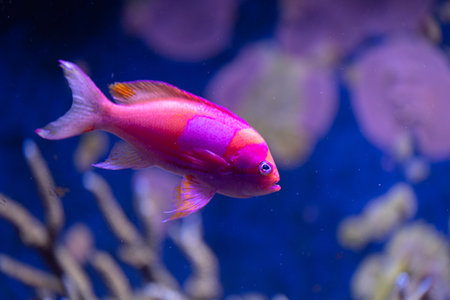 Beautiful underwater scenery in aquarium with pink fish. Tropical underwater life.の写真素材