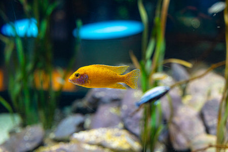 Beautiful underwater scenery in aquarium with yellow fish. Tropical underwater life.の写真素材