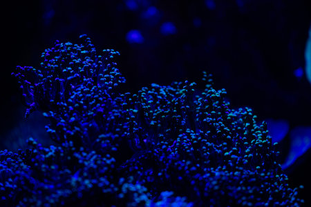 Beautiful underwater scene in aquarium in Dusseldorf, Germany. Tropical scenery.の写真素材