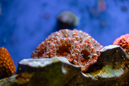 Beautiful underwater scene in aquarium in Dusseldorf, Germany. Tropical scenery.の写真素材