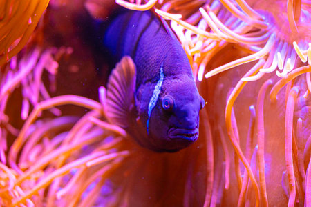 Purple clownfish hiding in the anemone in aqarium. Underwater scenery with fish.の写真素材